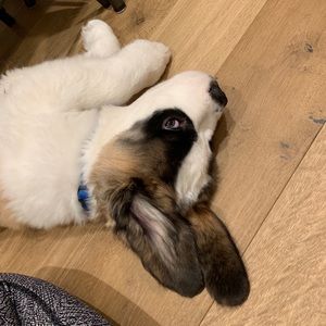 Meet your Posher, Gabi